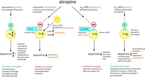 Mechanism Of Action Of Atropine