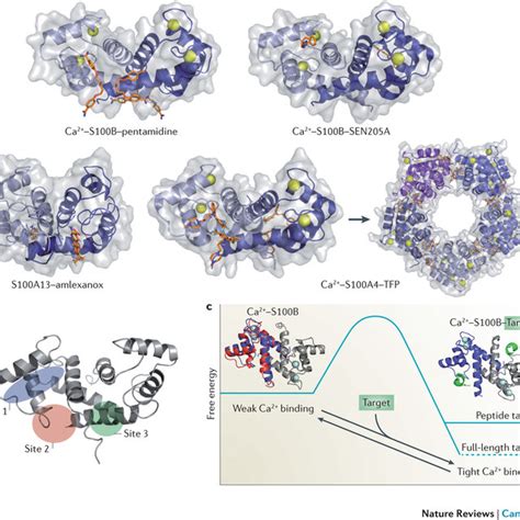 S100 Proteininhibitor Complexes A Ribbon And Surface Diagrams Of Download Scientific