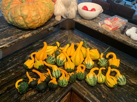 Squash harvest : r/gardening