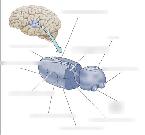 Thalamus Diagram | Quizlet