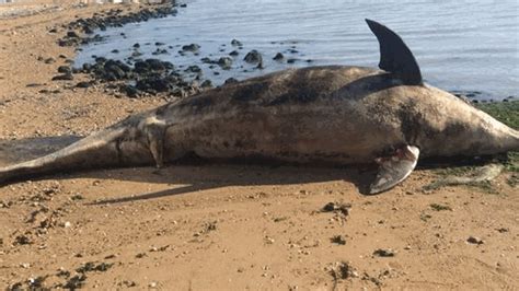 Spiaggiato Delfino A Francavilla Morto Per Le Reti La Stampa