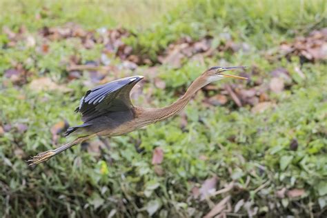 Purple Heronseetoh Birds Of Singapore