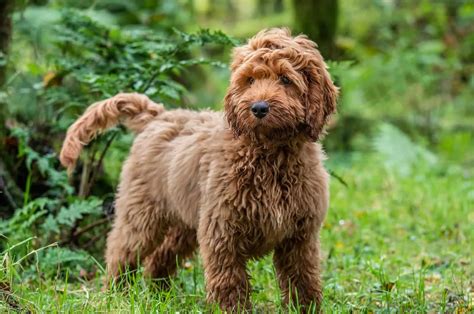 100 Cockapoo Names Name Ideas As Sweet As This Breed