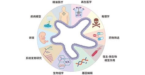 类器官的各大领域应用 华美生物