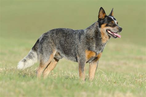 Meet the Australian Cattle Dog!