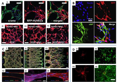 Engineering Microvascular Networks Through Vasculogenesis And