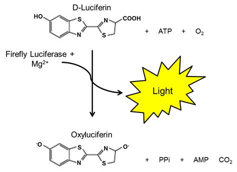 One Step Luciferase Assay System Bps Bioscience