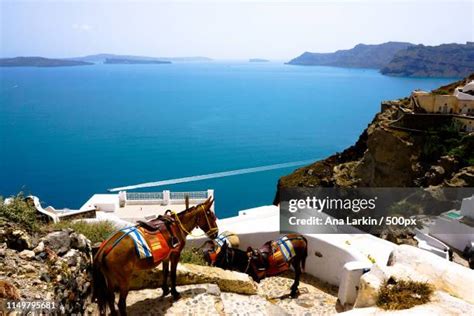 Santorini Donkey Photos And Premium High Res Pictures Getty Images