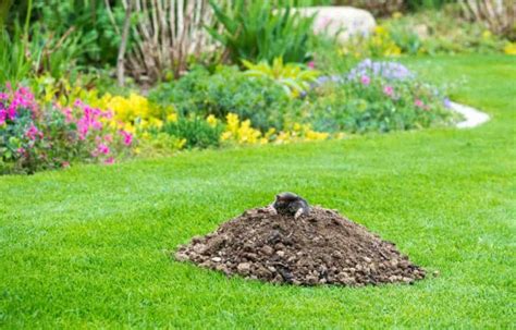 Plantes Miracles Pour Loigner Les Taupes De Votre Jardin