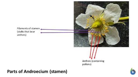 Anther Definition and Examples - Biology Online Dictionary