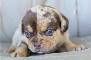 Puggle for Sale | Puppies | Pawrade.com