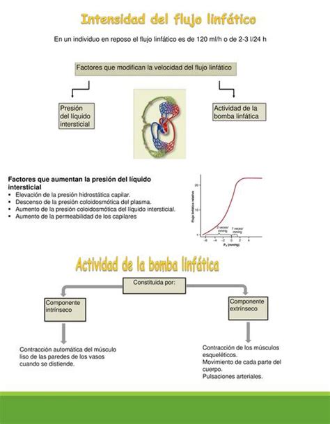 Intensidad Del Flujo Linfatico Sandra Udocz