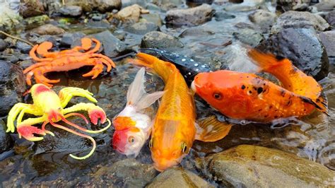 Wadidaw Dapat Ikan Cupang Warna Warni Ikan Molly Balon Lucu Ikan Mas