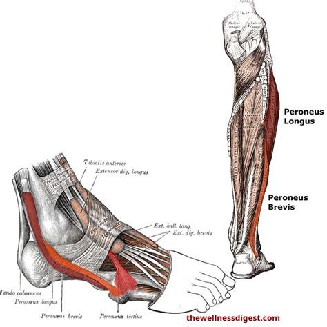 Fibularis Longus Muscle Peroneus Longus Muscle Yoganatomy | Images and ...