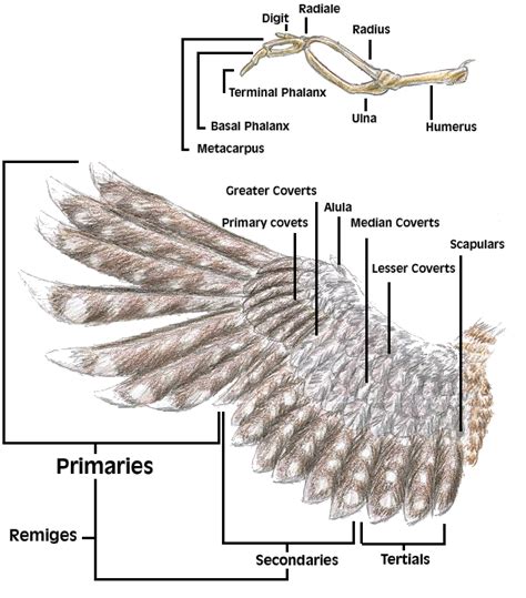 Wing Anatomy By Christ1nme On Deviantart Wing Anatomy Anatomy For