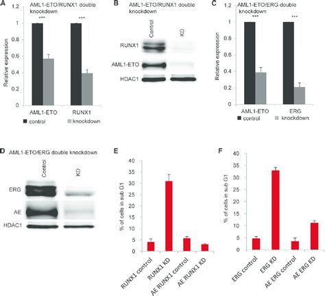 Double Knockdown Of AML1 ETO And ERG Or AML1 ETO And RUNX1 Rescues