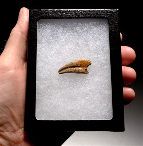 RAPTOR CLAW DROMAEOSAUR DINOSAUR CLAWS FOR SALE