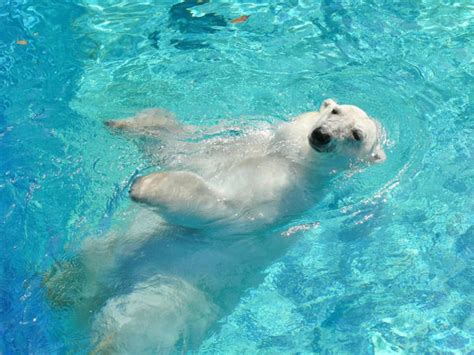 絶滅危惧！ホッキョクグマの知られざる生態・特徴まとめ 雑学ミステリー