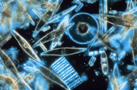 Journal Spotlights Research On Marine Microbes Funded By National Science Foundation All Images