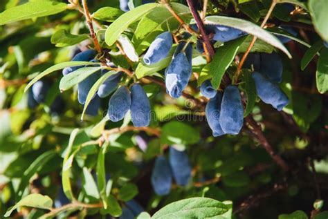 Blue Honeysuckle Haskap Berries Growing In Garden Lonicera Caerulea