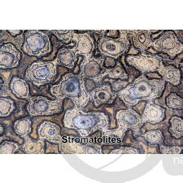 Stromatolite. Fossil. Precambrian - Stromatolites - Precambrian ...