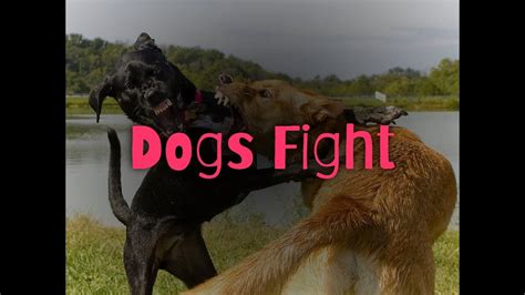 Dogfight Do Or Die Fight Why Dogs Are Fighting Dangerous Dog Fight