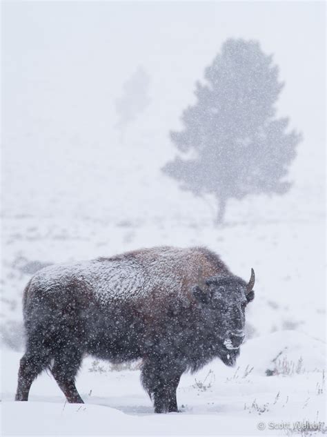 bison snow scott walton photographs