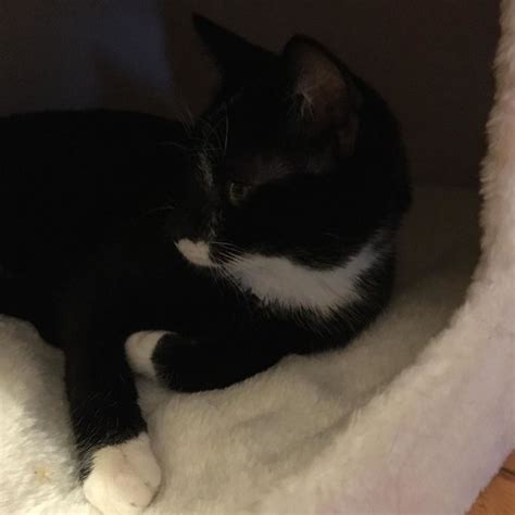 A Black And White Cat Is Laying Down On A Fluffy Bed In The Corner Of A