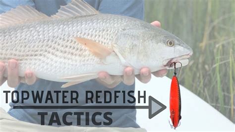 How To Catch More Redfish On Topwater Lures Topwater Fishing For