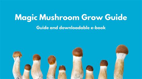 Beginner's guide to growing Magic Mushrooms – ProviThor