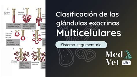 Clasificación De Las Glándulas Exocrinas Multicelulares Youtube