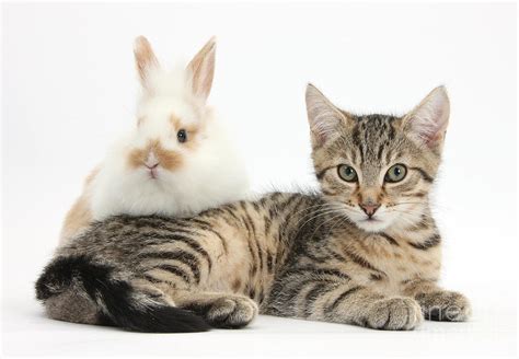 Kitten And Rabbit Photograph By Mark Taylor Pixels