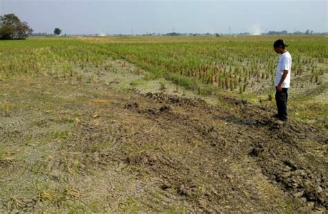 Dampak Fenomena El Nino Kota Serang Masuk Status Siaga Kekeringan