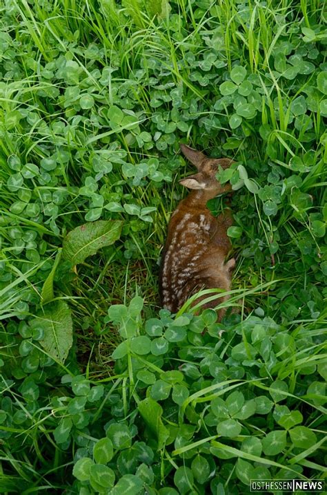 Rehkitze vor der Mähmaschine retten bei kitzrettung hilfe de melden