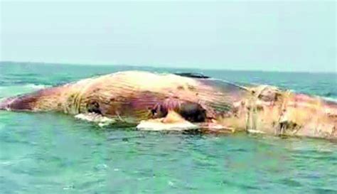 Whale Carcass Washed Ashore Again