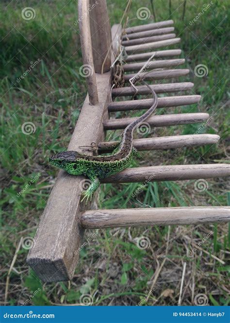 Green Little Lizard Stock Photo Image Of Green Little 94453414