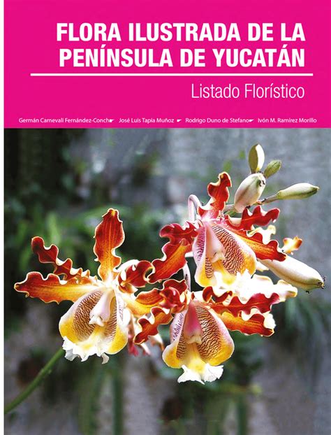 Details 126 Orquideas De La Peninsula De Yucatan Abzlocal Mx