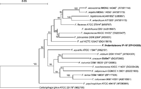 Phylogenetic Tree Based On Nearly Complete 16s Rrna Gene Sequences