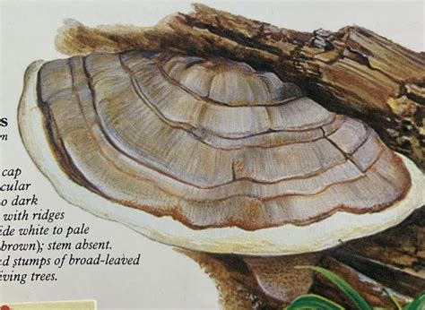 ganoderma applanatum
