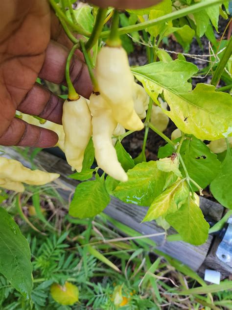 White Ghost Pepper Seeds – TheHoodGarden