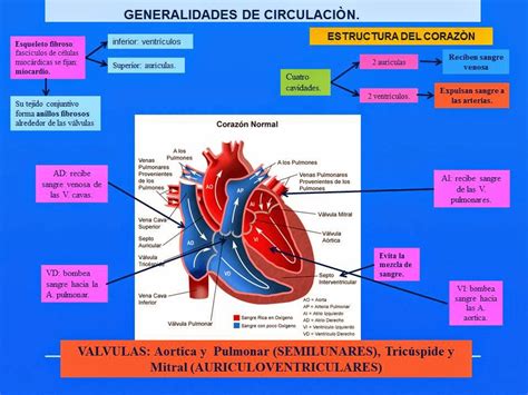 Mapa Conceptual Generalidades De La Anatom A Del Coraz N The Best