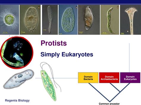 Ppt Protists Powerpoint Presentation Free Download Id9104545