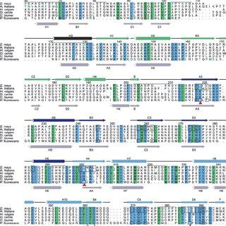 The alignment of different plant HPPD sequences is structure based on ... 