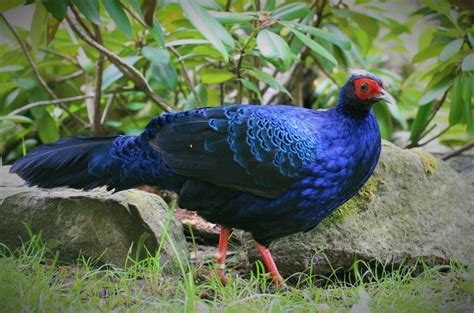 Aiding reintroduction of the Vietnam Pheasant - World Pheasant Association