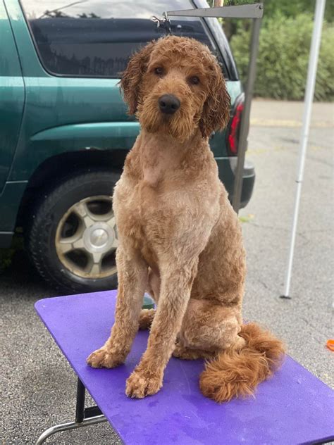 Danville Pet Resort
