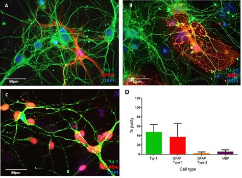 Characterization Of The Multicellular Cortical Model Representative