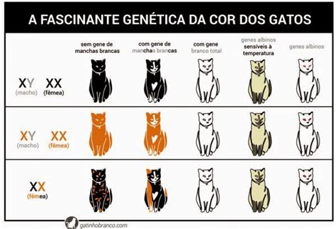 Bastet A Gen Tica Dos Gatos