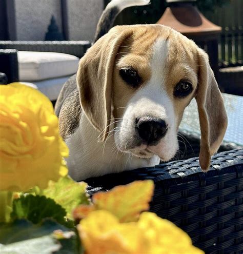 Beagle Facts On Twitter RT DryburghJohn Lily Enjoying The Will