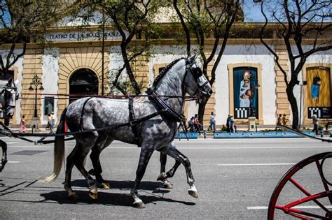 Premium Photo | Horses on street