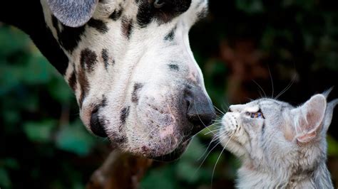 Pourquoi Les Chats Ont Ils L Air Hautain Rtbf Actus